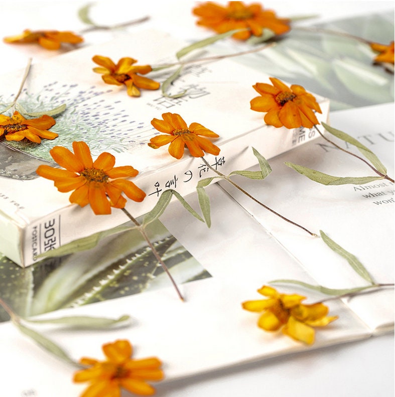 Orange Pressed Flowers, Resin Art Supplies, 8 PCS