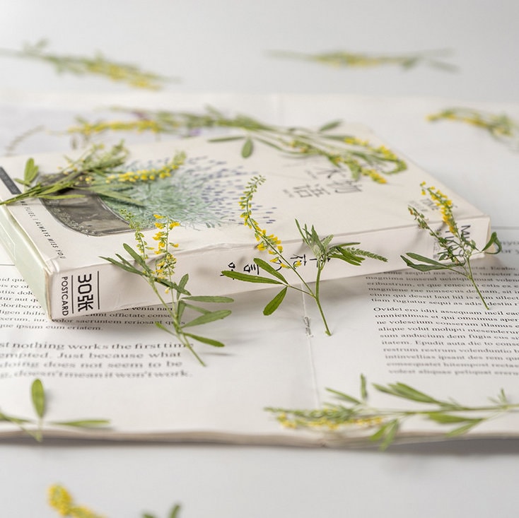 pressed flowers,yellow flowers,10 pcs/pack,Pressed Flowers Dried Real Natural Dry Flower Leaf Flat Wild Leaves Greeny Preserved Flowers