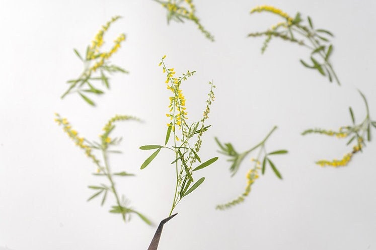 pressed flowers,yellow flowers,10 pcs/pack,Pressed Flowers Dried Real Natural Dry Flower Leaf Flat Wild Leaves Greeny Preserved Flowers