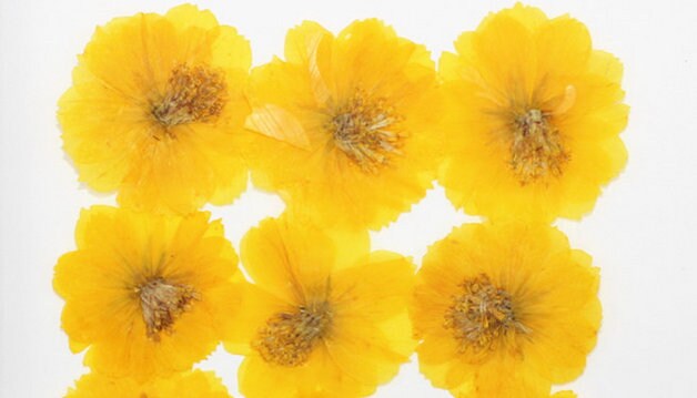 Yellow Pressed Flowers, Natural Dried Herbarium, DIY Crafts (6 PCS)