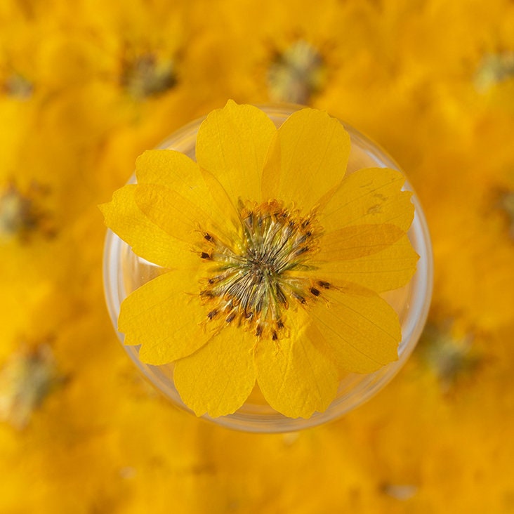 Yellow Pressed Flowers, Natural Dried Herbarium, DIY Crafts (6 PCS)