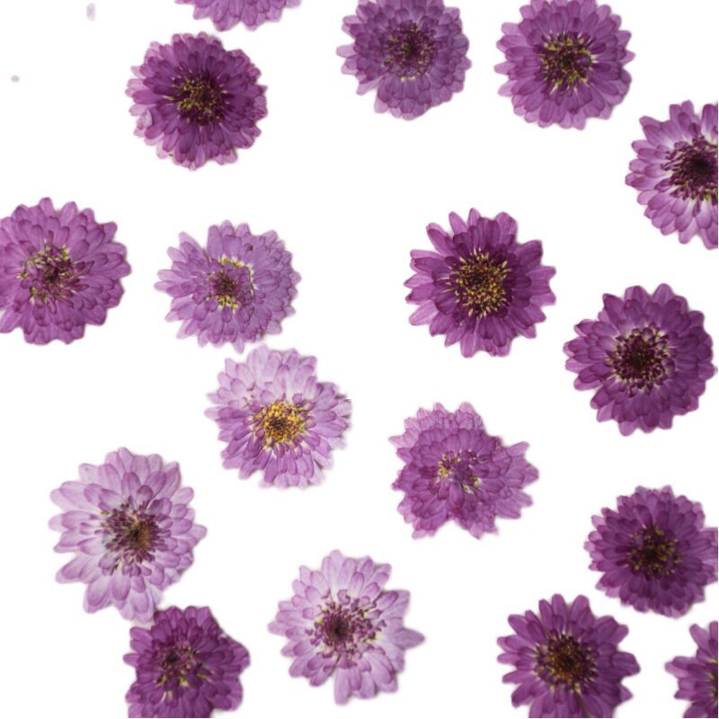 10 Purple Pressed Chrysanthemum Flowers, Natural Dried Flowers for Resin Crafts