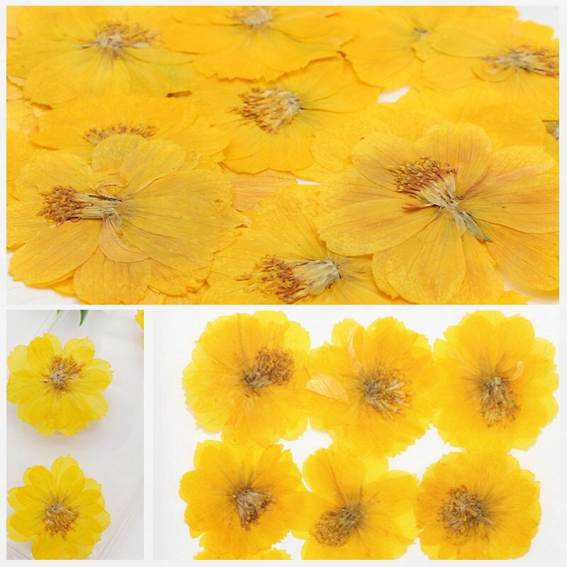 Yellow Pressed Flowers, Natural Dried Herbarium, DIY Crafts (6 PCS)