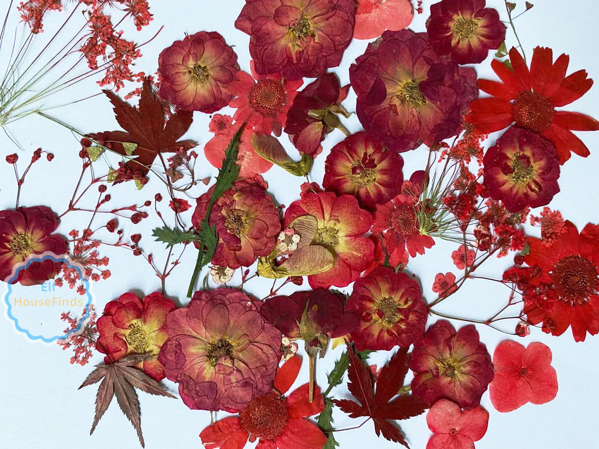 100 Red Pressed Flowers: Real Dried Flowers for Crafts