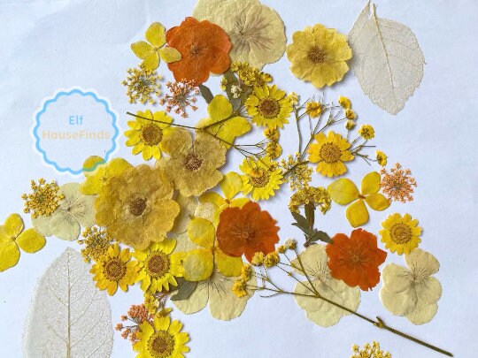 100 Yellow Pressed Flowers: Real Dried Wildflowers