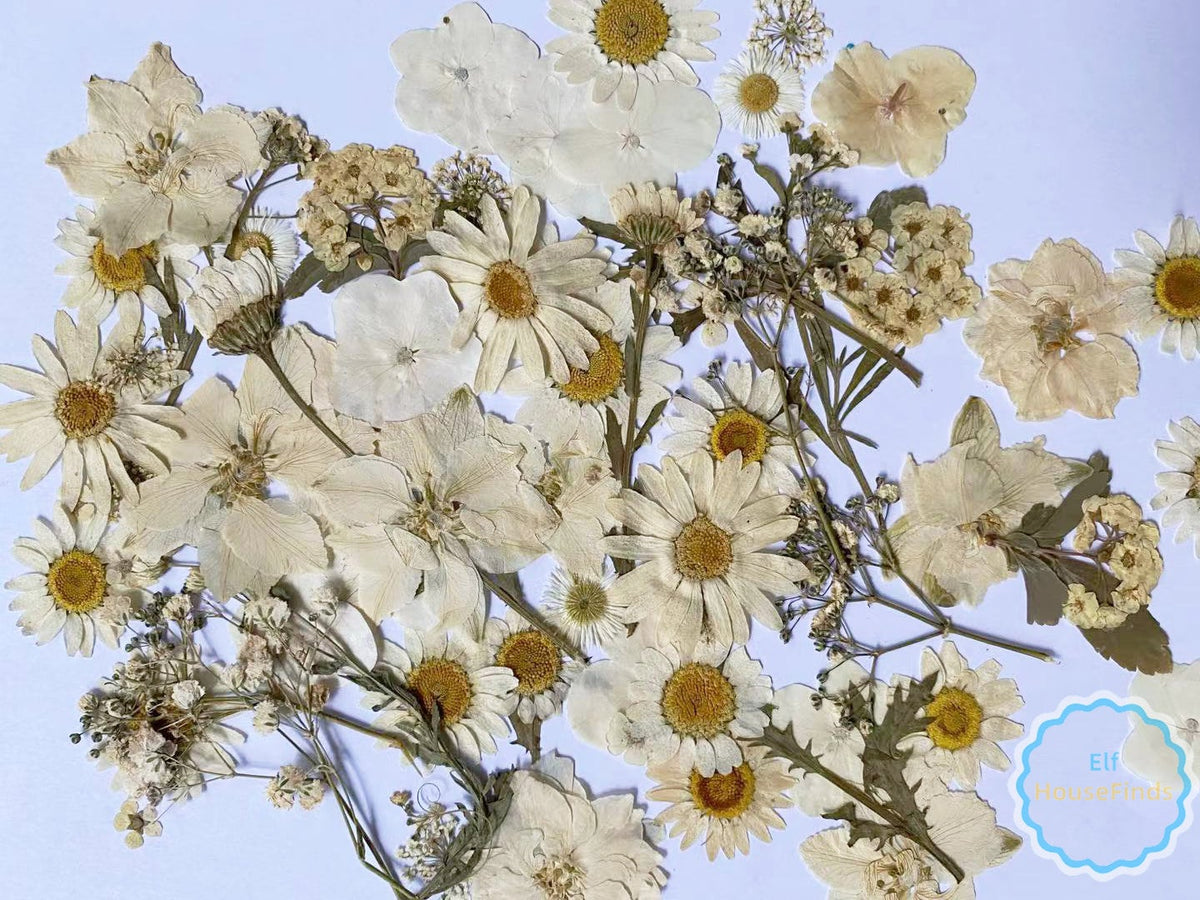 100 White Pressed Flowers: Dried Flat Wildflowers for Crafts