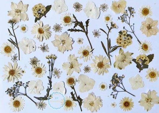 100 White Pressed Flowers: Dried Flat Wildflowers for Crafts