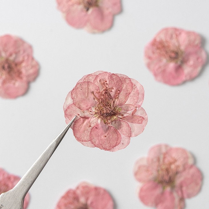 Pink Pressed Flowers: Scrapbooking Art, Set of 6
