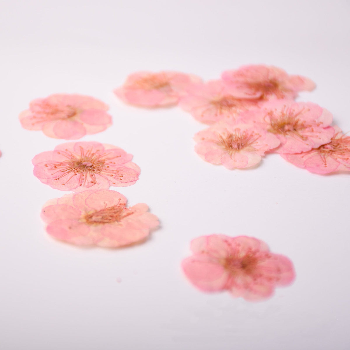 Pink Pressed Flowers: Scrapbooking Art, Set of 6