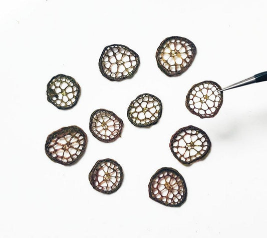 Pressed Water Lily Stem Slices: Dried Flower Art Supplies (Set of 10)