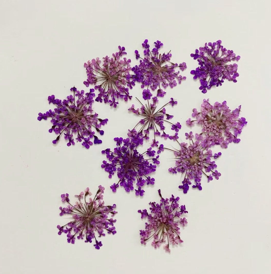 pressed flowers,Purple pressed flowers,A Pack of 10 PC,purple flower,Dried flower,resin art artist,pressed real flower,real pressed flower