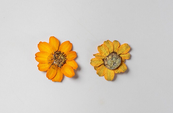 Pressed Flower,Zinnia Pressed Flower,10 PCS/pack,Pressed Orange Dried Flower Real Pressed Flower Dry Natural Pressed Flowers