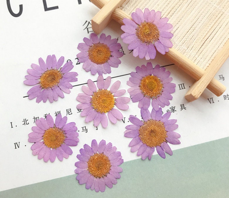 Purple Chrysanthemum Pressed Flowers - Resin Art Supplies (12 PCS/Pack)