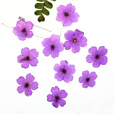Purple Verbena Pressed Flowers - Resin Art Supplies (12 PCS/Pack)