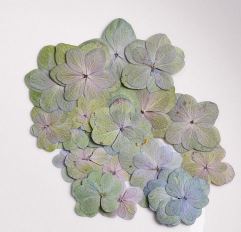 Pressed flowers,Green Purple Pressed flower,12 PC/pack Pressed flowers,Pressed Dried Flowers,green Dried Flowers Double layer Hydrangea