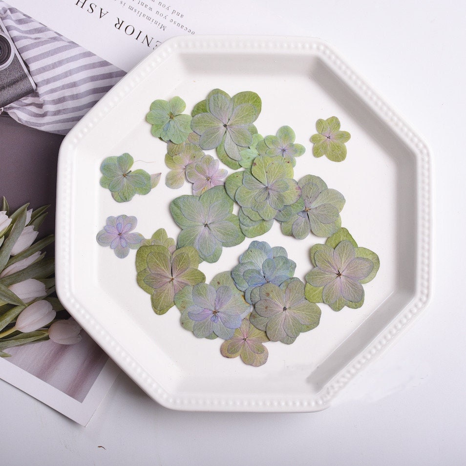 Pressed flowers,Green Purple Pressed flower,12 PC/pack Pressed flowers,Pressed Dried Flowers,green Dried Flowers Double layer Hydrangea