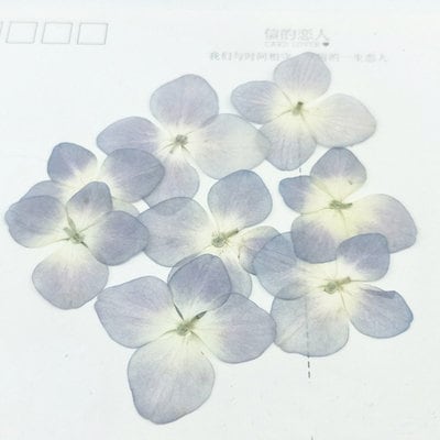 Yellow Pressed Flowers: Hydrangea Petals, Set of 12