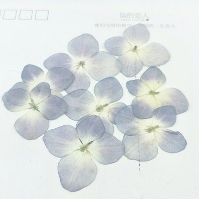Pressed Flowers,Red Pressed Flowers,Set of 12 PCS, Pressed dried flower,Flat Flowers,Hydrangea dried flower petals,flower (2-3cm)