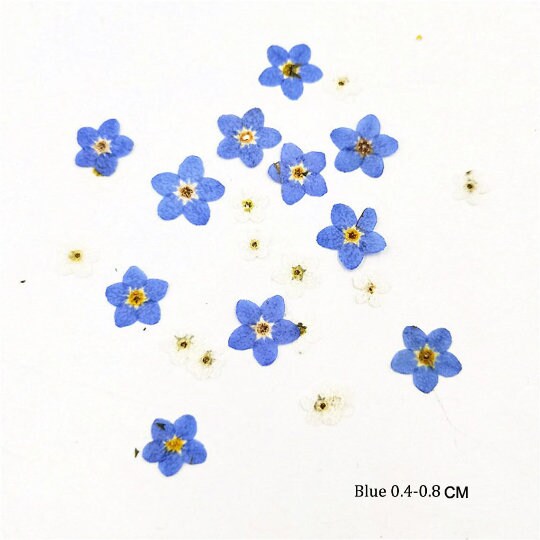 100 Pressed Forget-Me-Nots: Blue Dried Flowers for Crafts