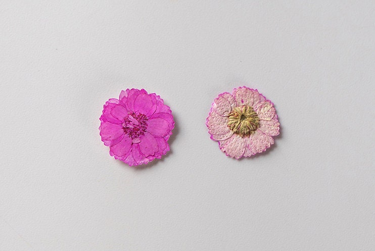 Pressed flower,Purplish red Pressed flower,12 PCS/Pack,Pressed Purple red Flower,Small dried flower,Real Daisies Dry flower