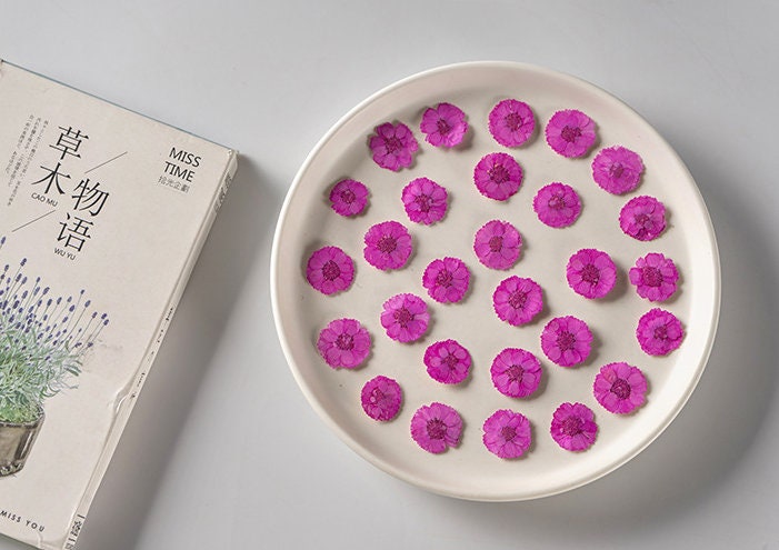 Pressed flower,Purplish red Pressed flower,12 PCS/Pack,Pressed Purple red Flower,Small dried flower,Real Daisies Dry flower