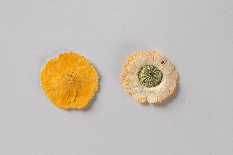 Pressed Orange Daisies, Small Dried Flowers (12 PCS/Pack)