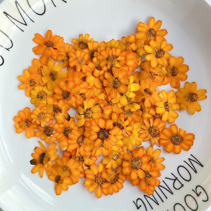 Pressed Flower,Zinnia Pressed Flower,10 PCS/pack,Pressed Orange Dried Flower Real Pressed Flower Dry Natural Pressed Flowers