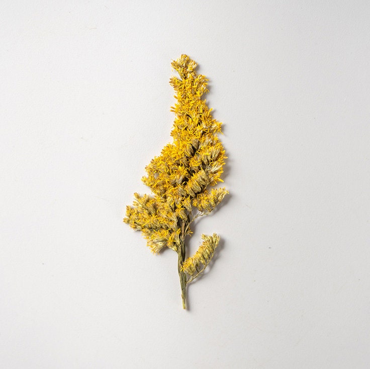 Yellow Pressed Flower Stems, Natural Dried Flowers (10PCS)