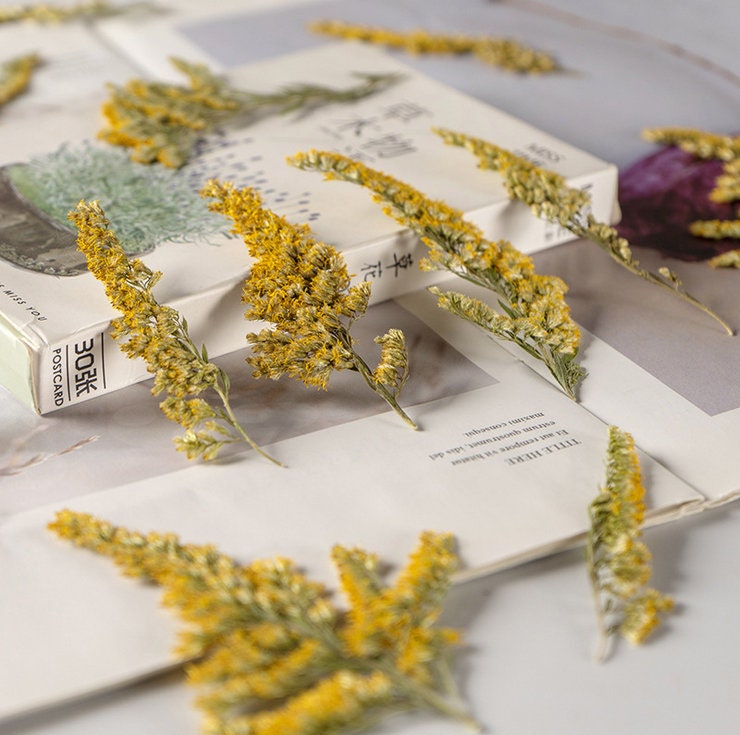Yellow Pressed Flower Stems, Natural Dried Flowers (10PCS)