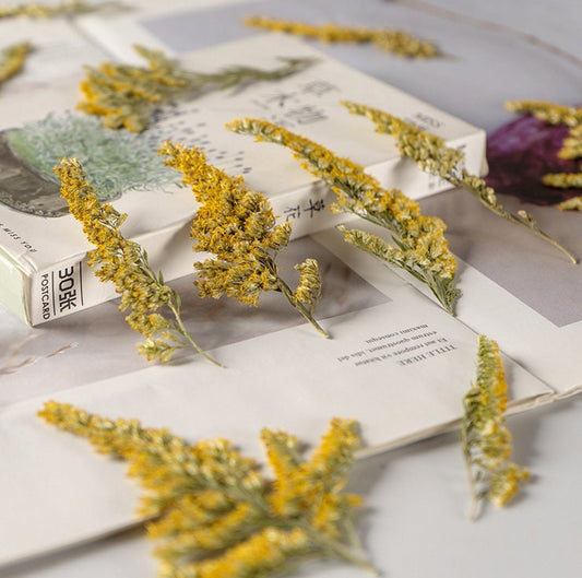Yellow Pressed Flower Stems, Natural Dried Flowers (10PCS)