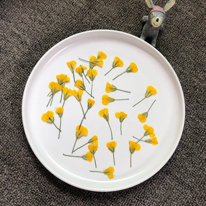 Yellow Pressed Canola Flowers: Real Dried Flowers, 12 Pcs