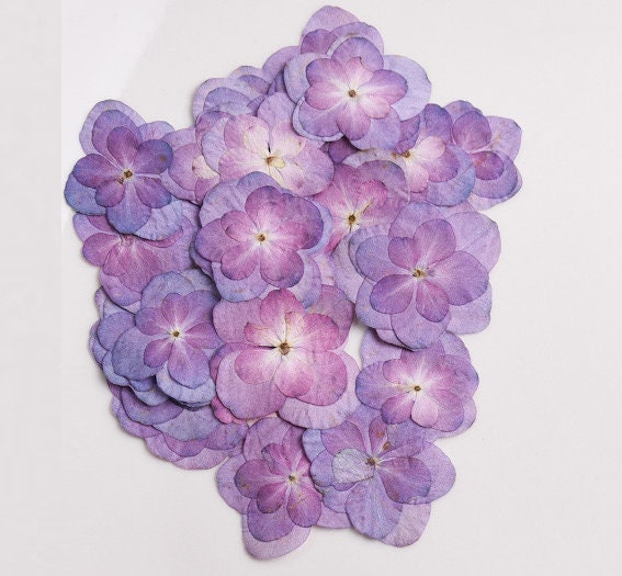 Pressed Purple Hydrangea Flowers: Dried Flat Flower Pack (12 PC) Pressed dry flowers