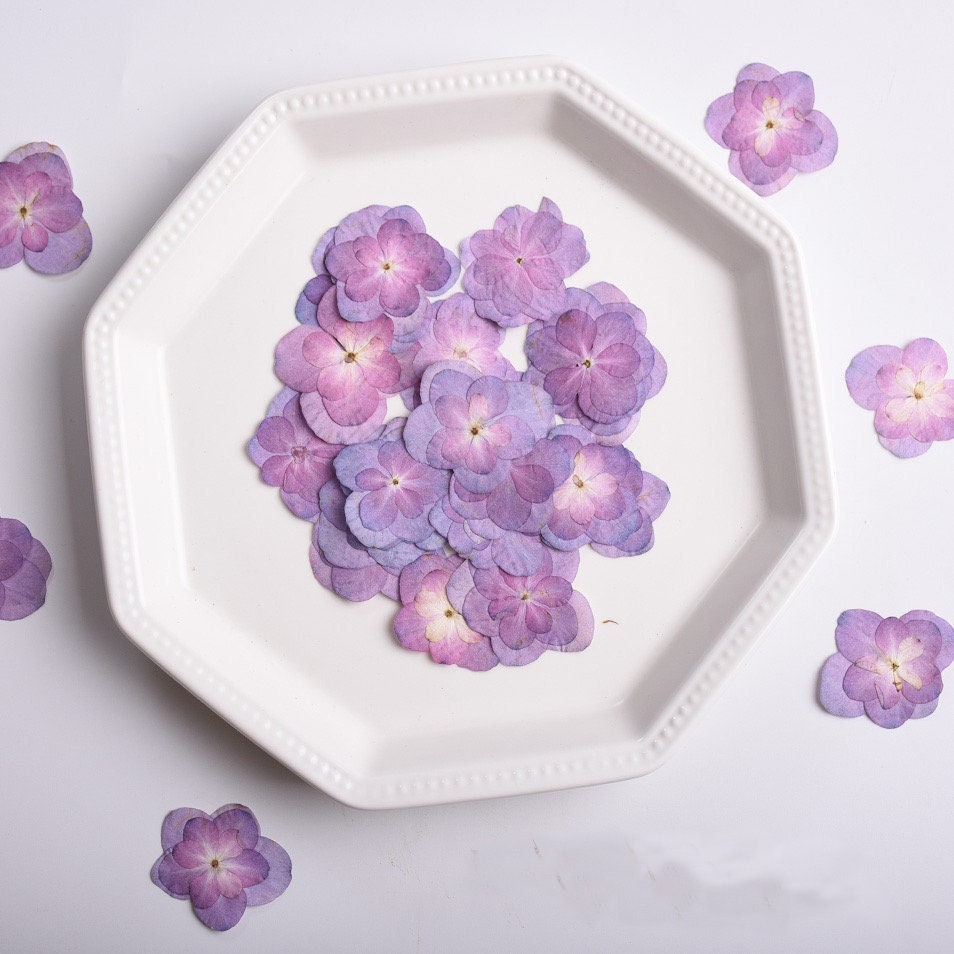 Pressed Purple Hydrangea Flowers: Dried Flat Flower Pack (12 PC) Pressed dry flowers