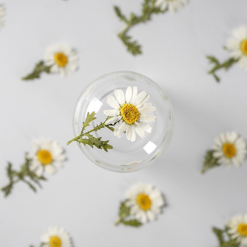 Pressed Flower,chrysanthemum Pressed Flower,Set of 10 PCS,Pressed white Dried Flower Stem Real Pressed Flowers Preserved Flowers