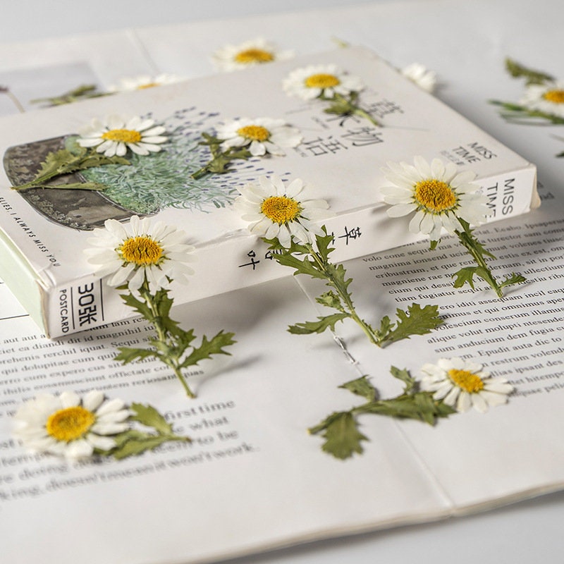 Pressed Flower,chrysanthemum Pressed Flower,Set of 10 PCS,Pressed white Dried Flower Stem Real Pressed Flowers Preserved Flowers