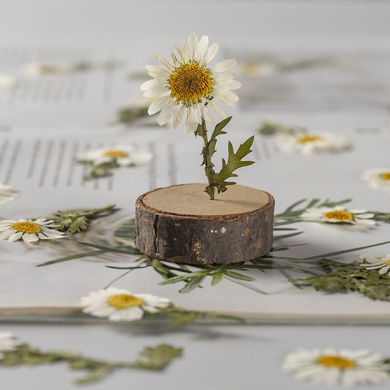 Pressed Flower,chrysanthemum Pressed Flower,Set of 10 PCS,Pressed white Dried Flower Stem Real Pressed Flowers Preserved Flowers