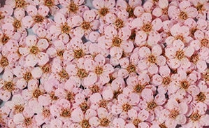 Pressed flowers,Light pink pressed flowers,20 PCS/Pack,Light pink flower,Light pink Dried flower,pressed flower,Small pink flower（0.5-0.8cm)