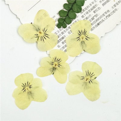 Faint Yellow Pressed Pansy Flowers, Resin Art, Crafts (12 PCS/Pack)