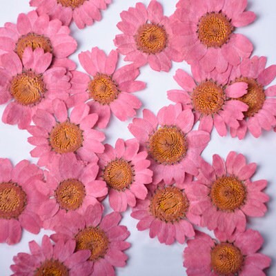 Pressed Rose Red Chrysanthemum Flowers, Resin Art Supplies (12 PCS)