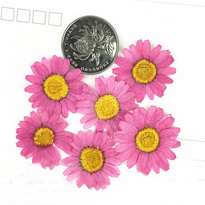 Pressed Rose Red Chrysanthemum Flowers, Resin Art Supplies (12 PCS)
