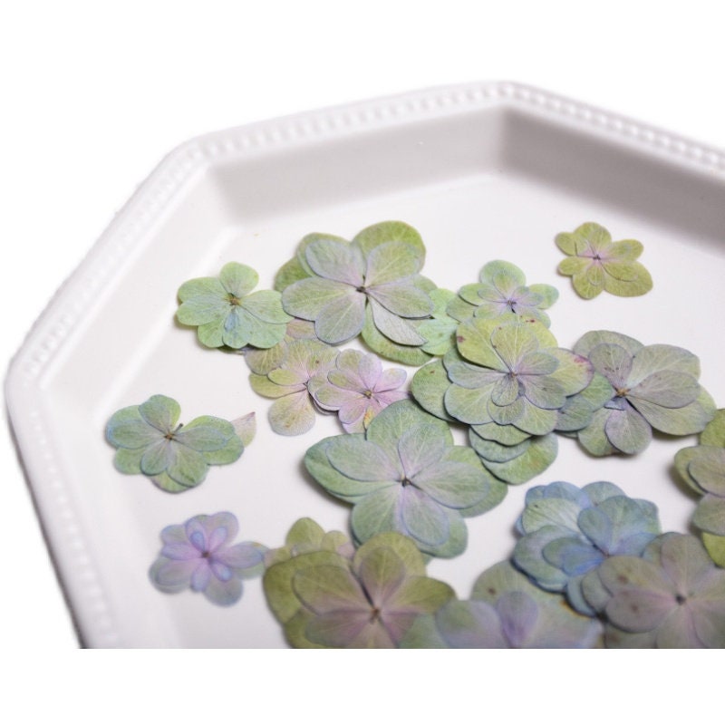 Pressed flowers,Green Purple Pressed flower,12 PC/pack Pressed flowers,Pressed Dried Flowers,green Dried Flowers Double layer Hydrangea