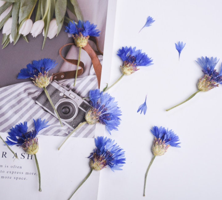 Pressed Cornflower Flowers, Blue Purple, Dried Flat Flowers (6 PCS/Pack)