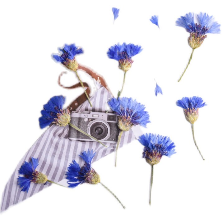 Pressed Cornflower Flowers, Blue Purple, Dried Flat Flowers (6 PCS/Pack)