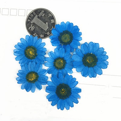 Pressed Chrysanthemum Flowers, Blue Resin Art Supplies, 12 PCS