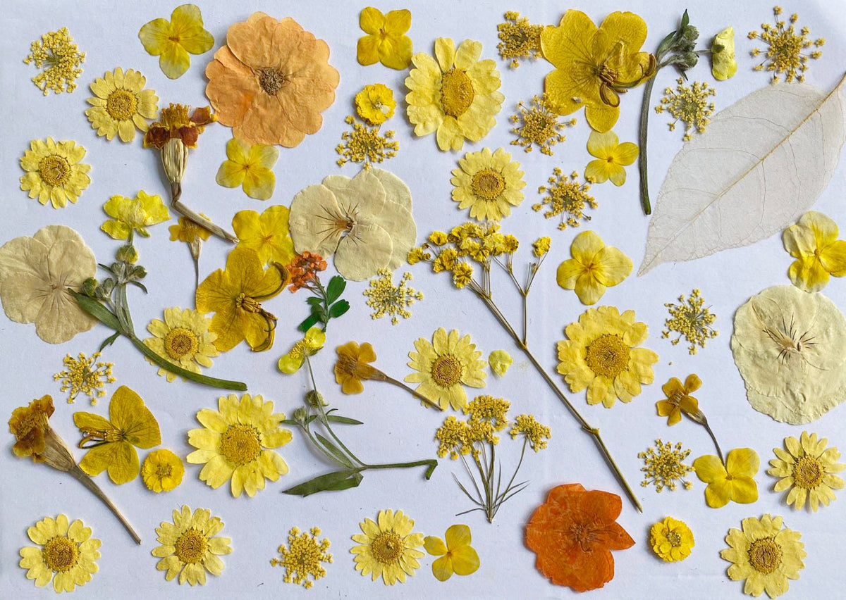 100 Yellow Pressed Flowers: Real Dried Wildflowers