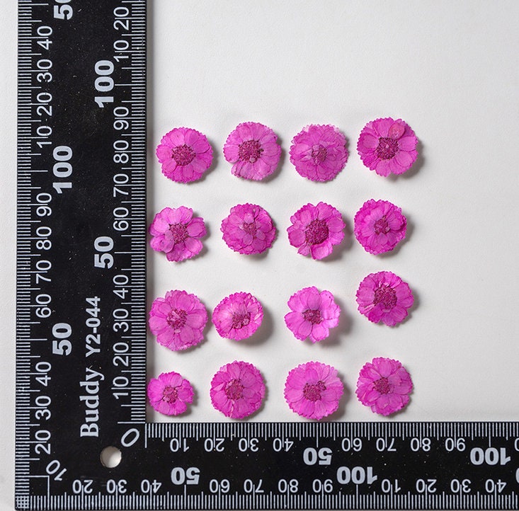 Pressed flower,Purplish red Pressed flower,12 PCS/Pack,Pressed Purple red Flower,Small dried flower,Real Daisies Dry flower