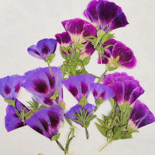 Purple Pressed Flowers, 8 PCS Floral Embellishments