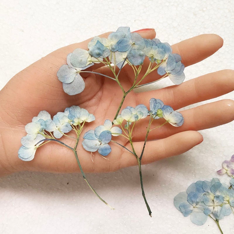 Pressed Hydrangea Flowers, Blue Purple Stems, Resin Crafts (6 PCS/Pack)