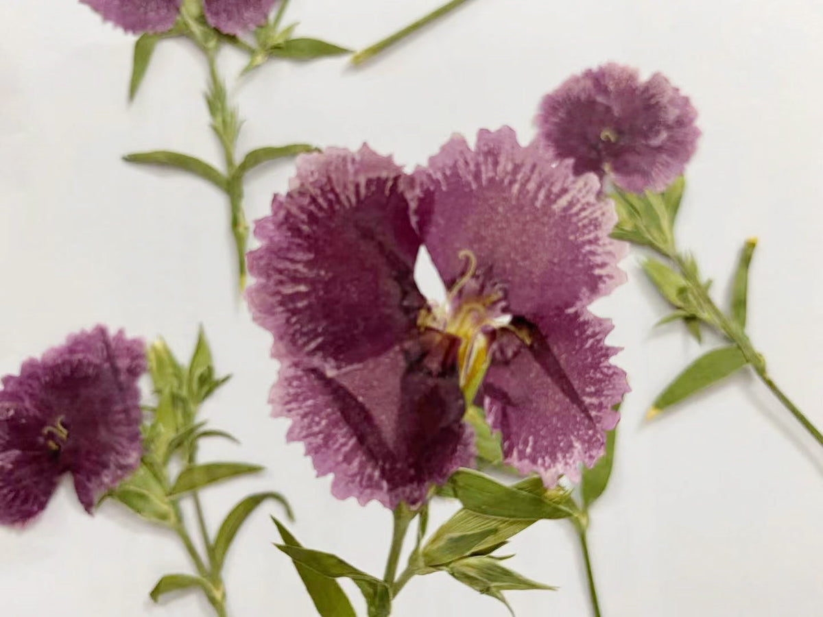Pressed China Pink Dianthus Flowers, Dried Flowers (8 pcs/pack)