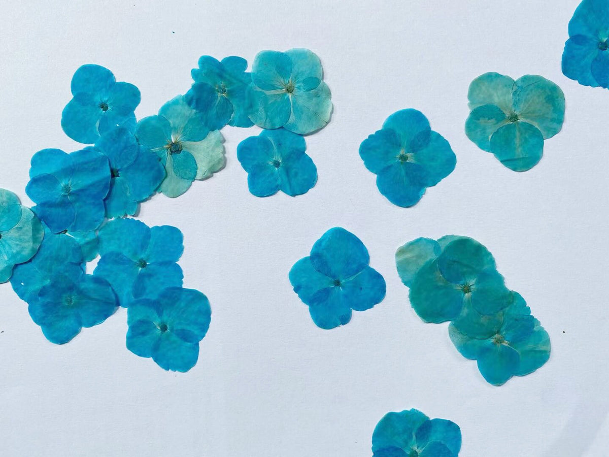 100 Blue Pressed Hydrangea Flowers: Natural Flat Dried Flowers